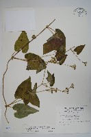 藏品(薄葉牛皮消)的圖片