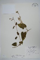 藏品(薄葉牛皮消)的圖片