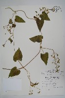 藏品(薄葉牛皮消)的圖片