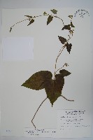 藏品(薄葉牛皮消)的圖片