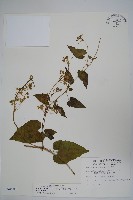 藏品(薄葉牛皮消)的圖片