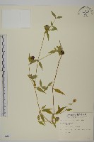 藏品(狗筋蔓)的圖片