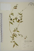 藏品(狗筋蔓)的圖片