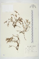 藏品(星果佛甲草)的圖片