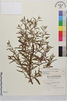藏品(闊柱柳葉菜)的圖片