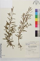 藏品(闊柱柳葉菜)的圖片
