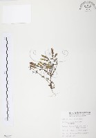 藏品(玉山龍膽)的圖片