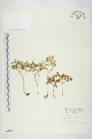 藏品(星果佛甲草)的圖片