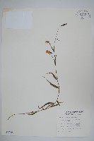 藏品(玉山沙參)的圖片