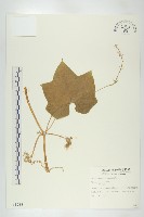 藏品(單子瓜、星瓜、刺果瓜)的圖片