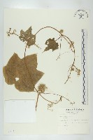 藏品(單子瓜、星瓜、刺果瓜)的圖片