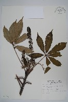 藏品(臺灣鵝掌柴)的圖片