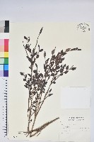 藏品(毛蕊花)的圖片