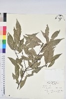 藏品(青剛櫟、鐵椆)的圖片