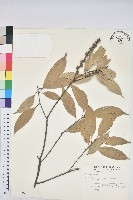 藏品(子彈石櫟、柯)的圖片