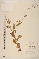 藏品(紫背草)的圖片