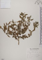 藏品(番杏)的圖片