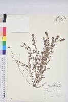 藏品(千根草)的圖片