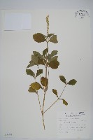 藏品(印度牛膝、土牛藤)的圖片