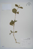 藏品(印度牛膝、土牛藤)的圖片