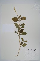 藏品(印度牛膝、土牛藤)的圖片