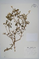 藏品(印度牛膝、土牛藤)的圖片