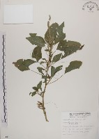 藏品(野莧菜)的圖片