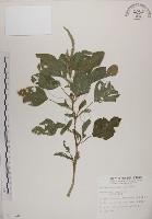 藏品(野莧菜)的圖片