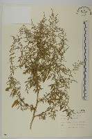 藏品(小葉藜)的圖片