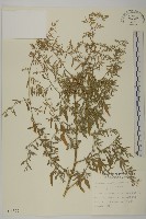 藏品(小葉藜)的圖片