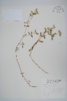 藏品(短穗假千日紅)的圖片
