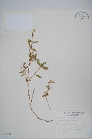 藏品(短穗假千日紅)的圖片