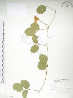 藏品(肥豬豆)的圖片