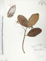 藏品(水筆仔)的圖片