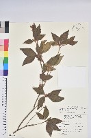 藏品(棲蘭山杜鵑)的圖片