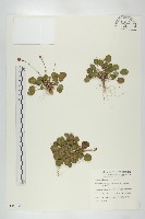 藏品(裂緣花)的圖片