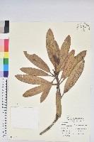 藏品(玉山杜鵑)的圖片