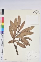 藏品(玉山杜鵑)的圖片