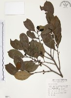 藏品(森氏紅淡比)的圖片