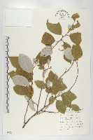 藏品(鄧氏胡頹子)的圖片