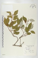 藏品(鄧氏胡頹子)的圖片