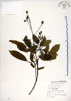 藏品(三葉山香圓)的圖片