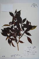 藏品(臺灣樹參)的圖片