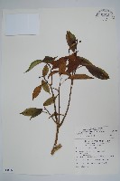 藏品(臺灣樹參)的圖片