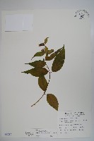 藏品(台灣土黨參)的圖片