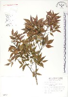 藏品(櫸、雞油)的圖片