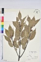 藏品(青剛櫟、鐵椆)的圖片