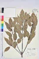 藏品(青剛櫟、鐵椆)的圖片