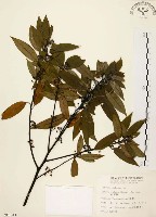 藏品(山胡椒)的圖片