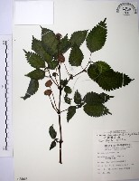 藏品(長梗盤花麻)的圖片